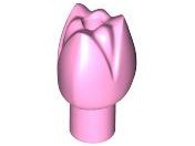 Plant, Flower, Tulip in Bright Pink