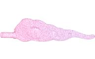 Cloud / Dust with Bar in Satin Trans-Dark Pink