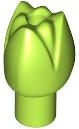 Plant, Flower, Tulip in Lime