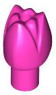 Plant, Flower, Tulip in Dark Pink